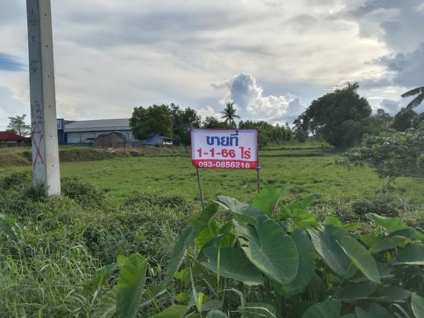 ขายที่ดินบุรีรัมย์ บ้านกรวด 1-1-66 ไร่