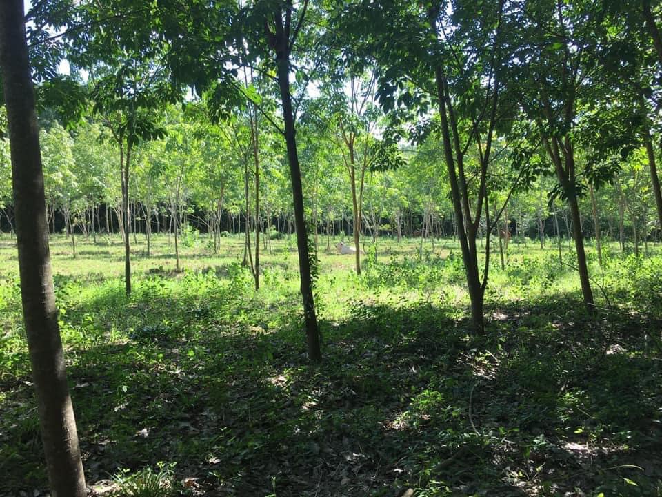 ที่ดินแปลงสวย อุบลราชธานี 11-3-25