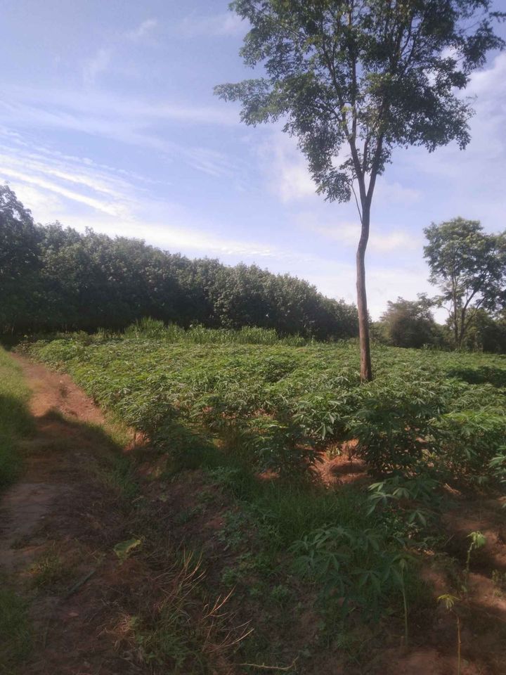 ที่สวน บ้านทุ่งบอน ต.บุ่งหวาย อ.วาริน อุบล 3 ไร่