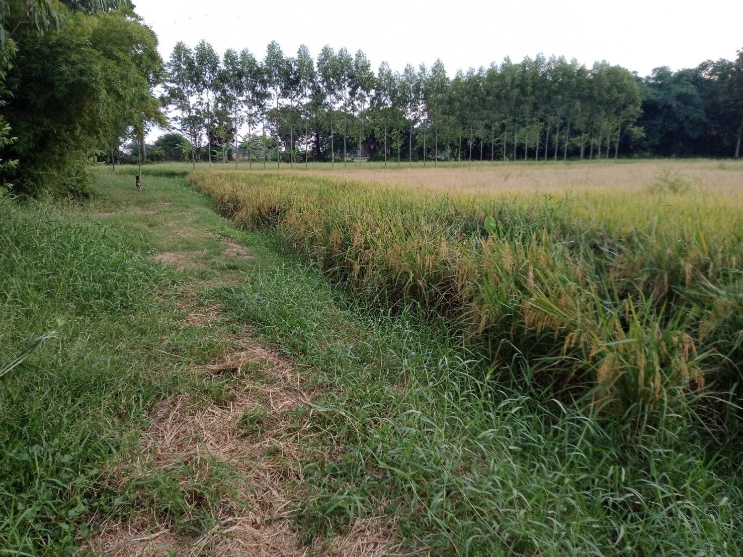 ขายที่ดินเปล่าชลบุรี บรรยากาศดี น้ำไฟเข้าถึง 2-3-21