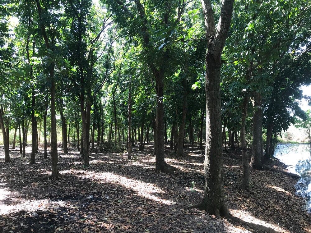ขายที่ดินสระบุรี เป็นสวนมะฮอกกานี ใกล้ DD.ปาร์ค ทะเลน้ำจืด หนองแค สระบุรี 10-1-88