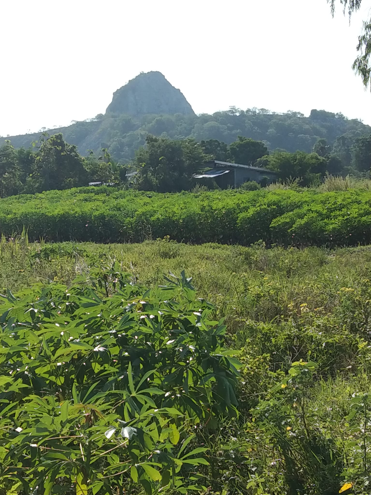 ขายที่ดิน สุพรรณบุรี 6 ไร่