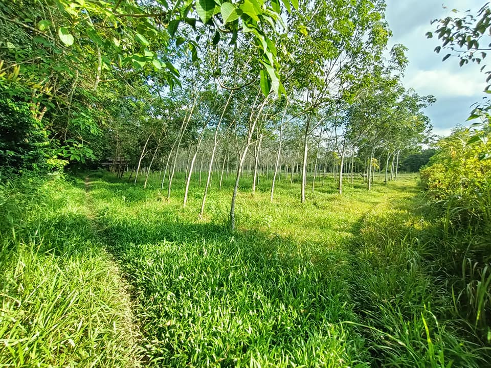 ขายที่ดิน จ.อุบลราชธานี อ.เดชอุดม 2-2-17.7 ไร่