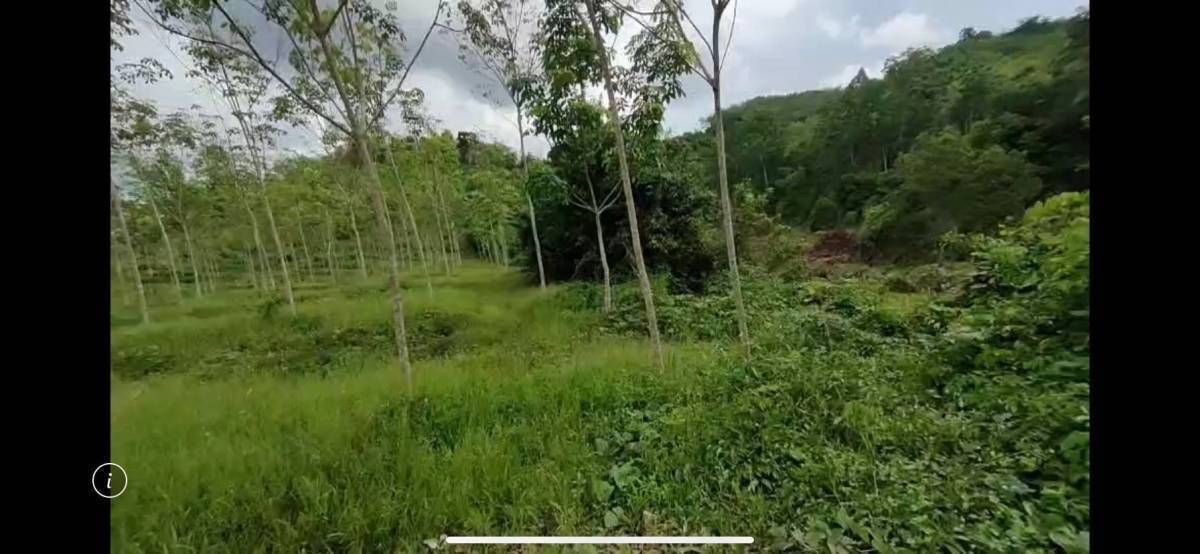 ขายที่ดินพัทลุง เป็นสวนยาง เปลี่ยนเป็นสวนปลูกทุเรียนได้ ควนยาน เขาชัยสน พัทลุง 12-2-40