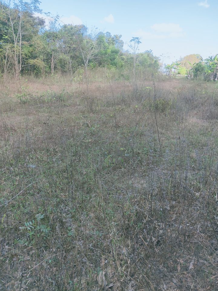 ขายที่ดิน อุดรธานี 4-3-53 ไร่