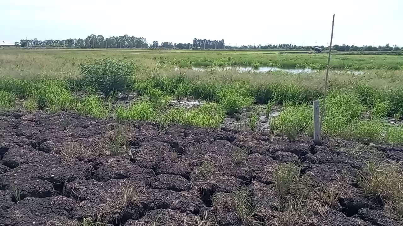 ที่ดินเปล่า อ.สองพี่น้อง จ.สุพรรณบุรี 1-0-35.5ไร่