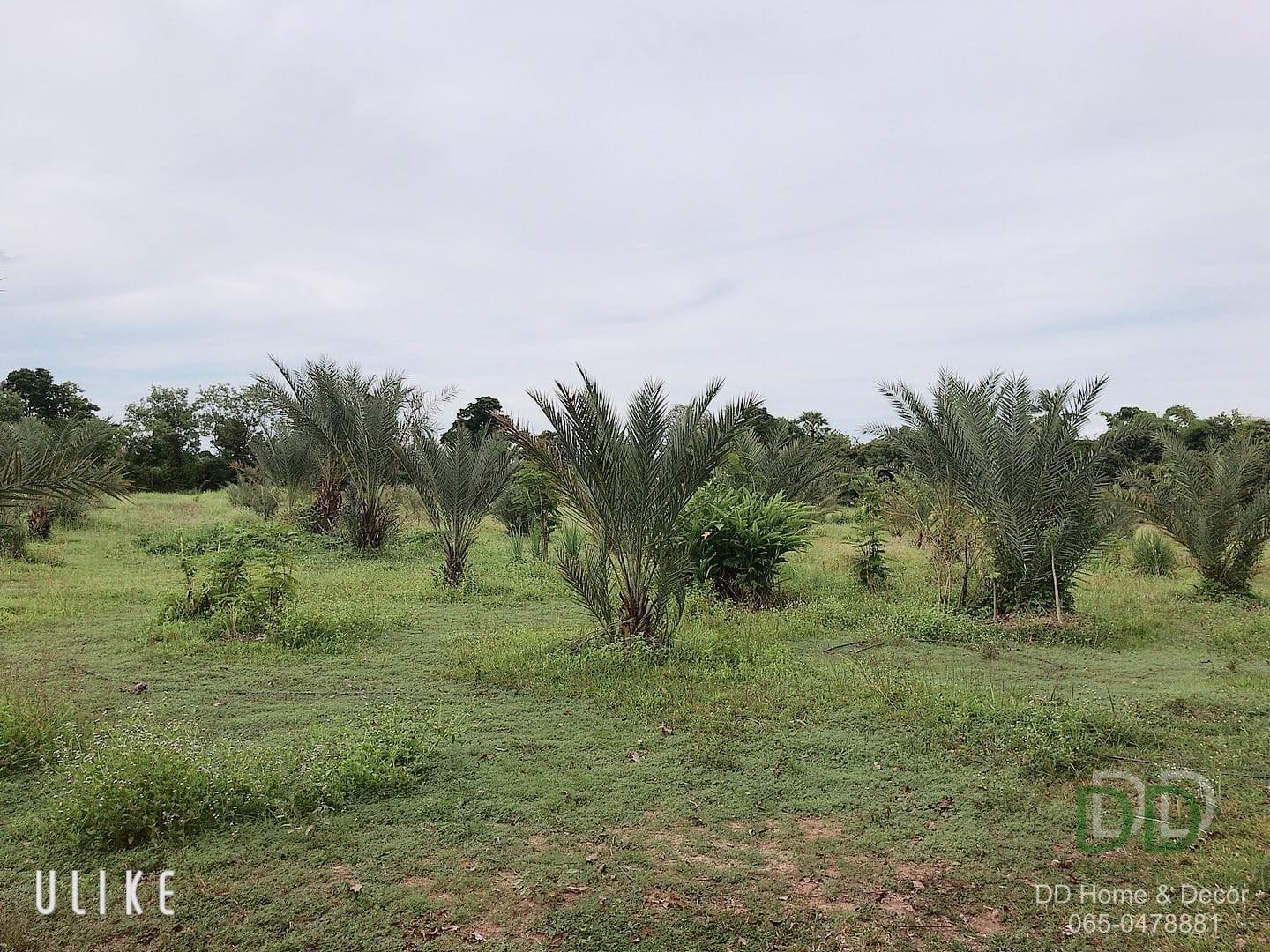 DD#0068 ขายที่ดินสวนอินทผาลัม 6 ไร่ 41 ตร.วาๆ ละ 2,500บ