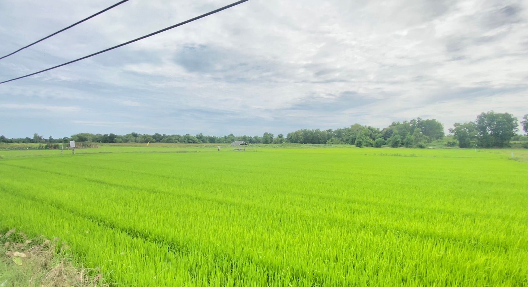 ขายที่เปล่า แปลงทุ่งนา วิวสวยมาก ติดชุมชน ใกล้เซนทรัลระยอง