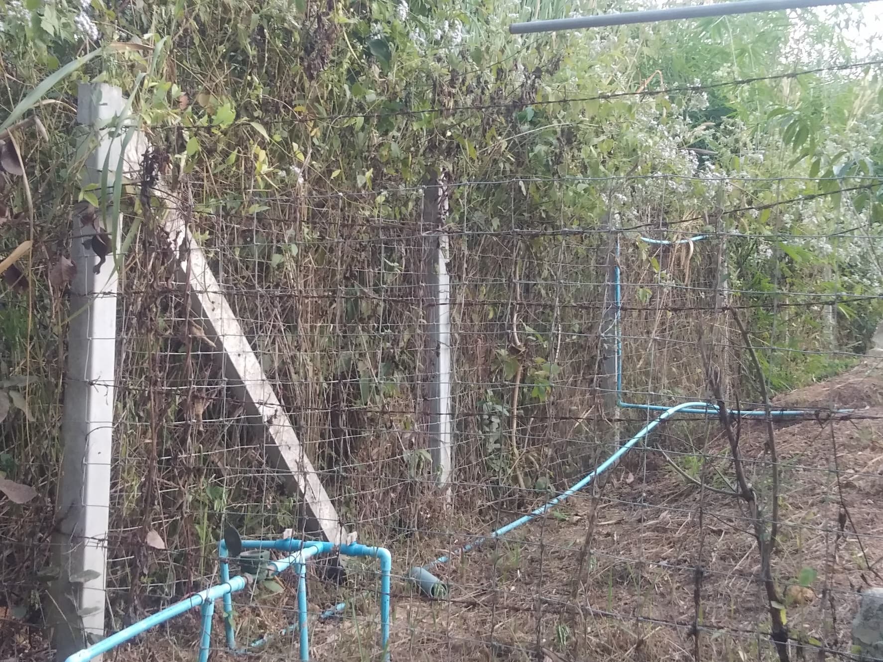ที่ดินเปล่า อ.ภูเพียง จ.น่าน 1-3-83ไร่
