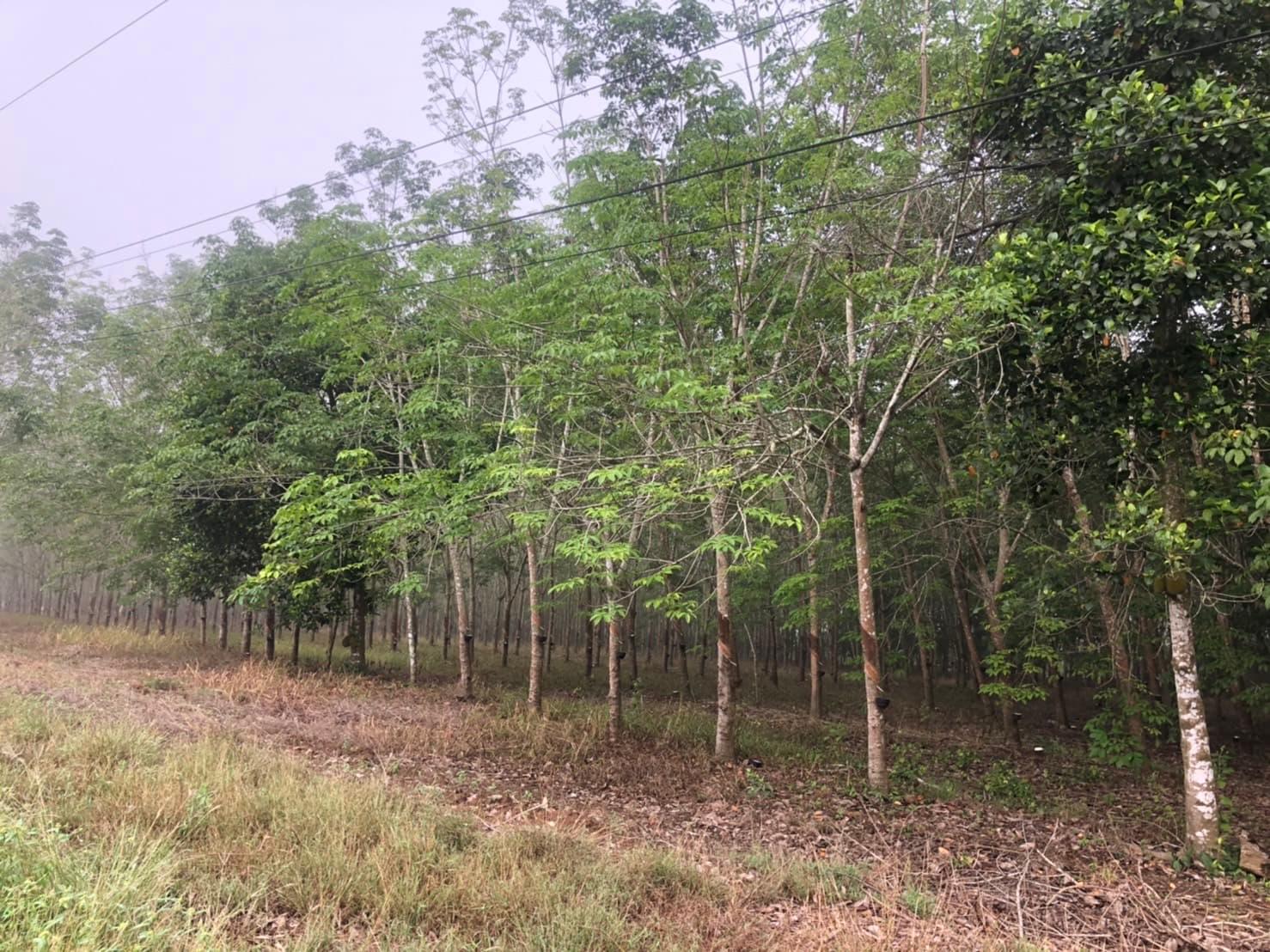 ที่ดินเปล่า จันทบุรี