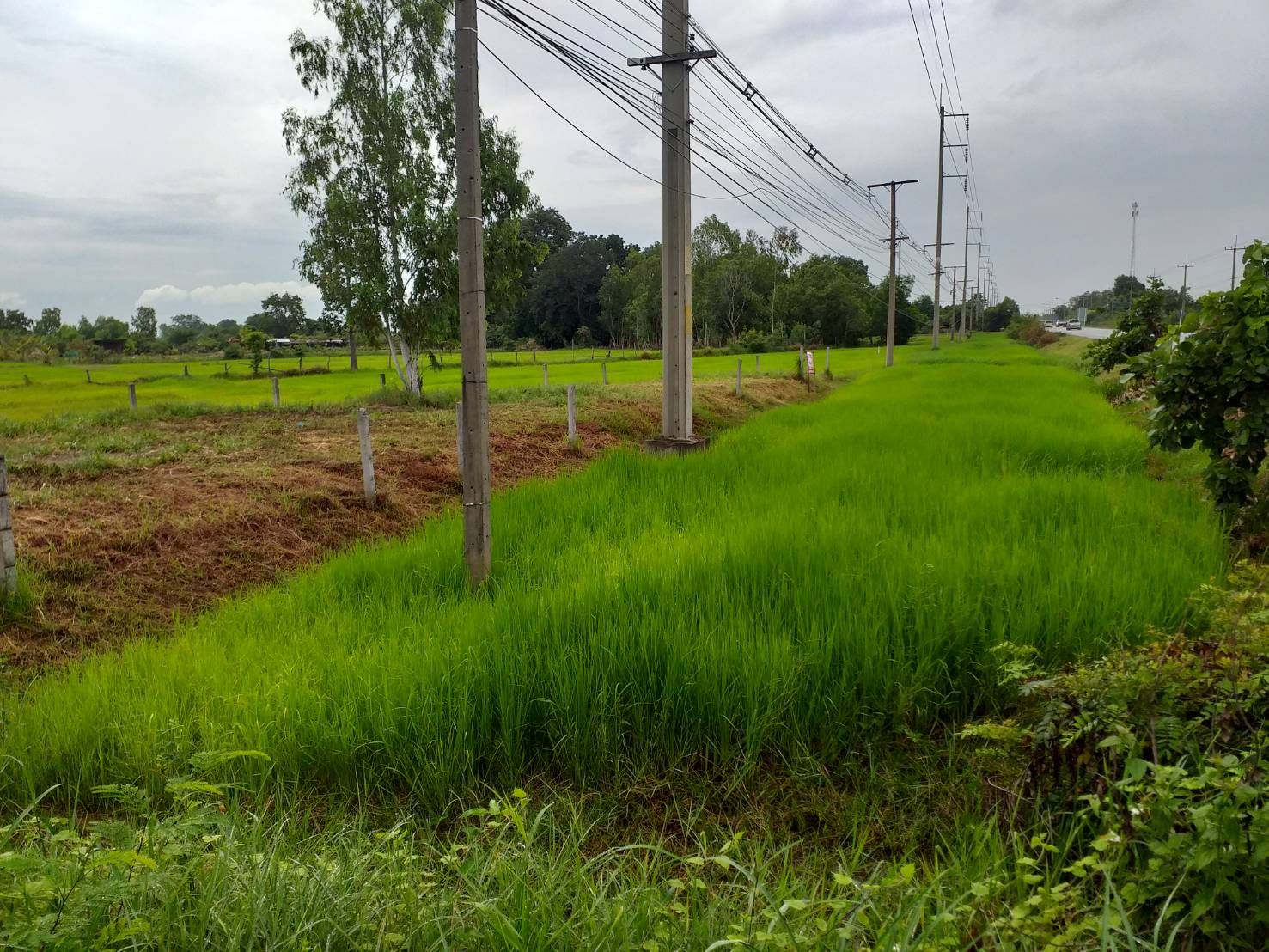 ที่ดินเปล่า ติดถนน สุรินทร์-ศีขรภูมิ 5-1-87