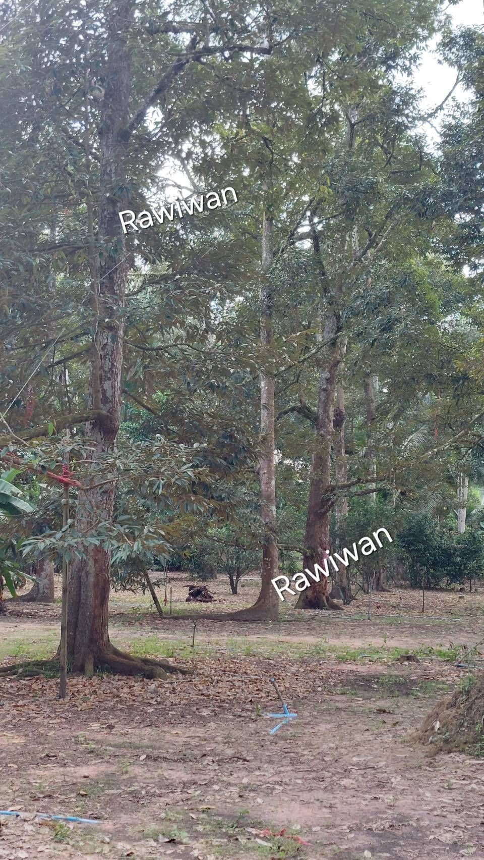 ขายที่ดินสวนทุเรียน