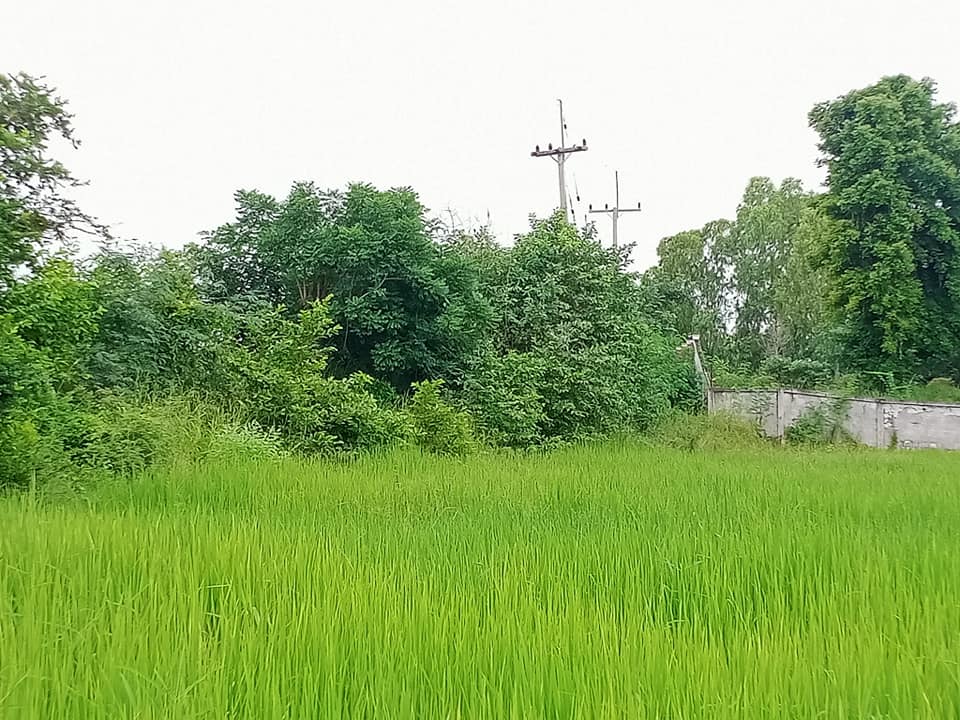 ขายที่ดิน มหาสารคาม 3-0-80 ไร่