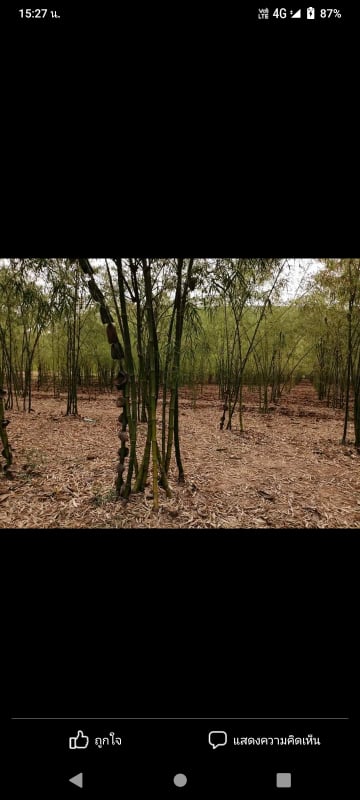 ที่ดินพร้อมสิ่งปลูกสร้าง บ้านแท่น ชัยภูมิ 17-1-84 ตร.ว.