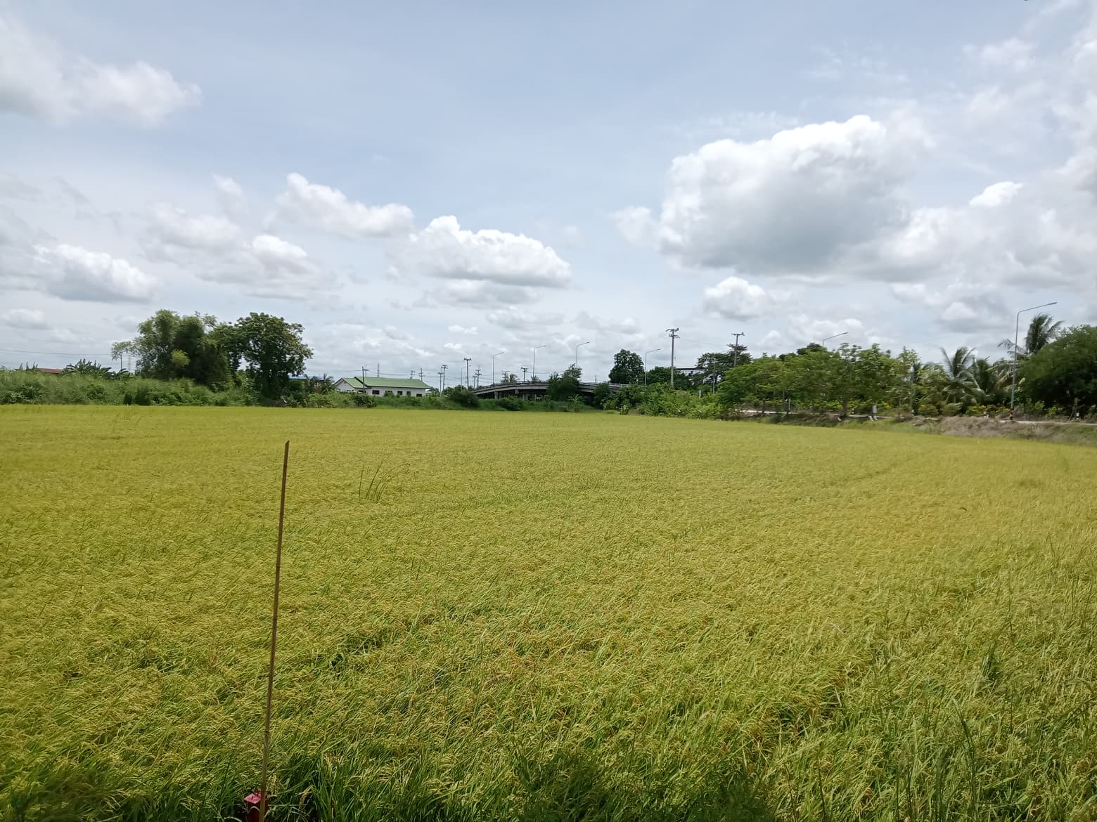 ขายที่ดินแปลงสวยด้านหลังติดคลอง นครปฐม 3-3-81
