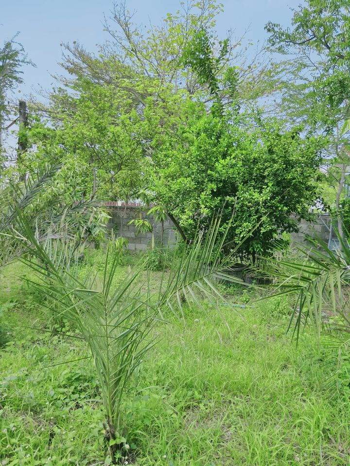 ที่ดินพร้อมสิ่งปลูกสร้าง ตาก 161 ตรว.