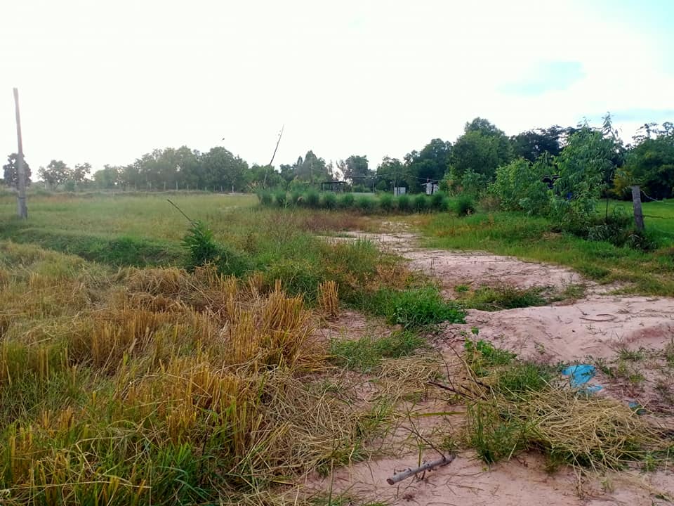 ขายที่ดิน มหาสารคาม 1-3-87.8 ไร่