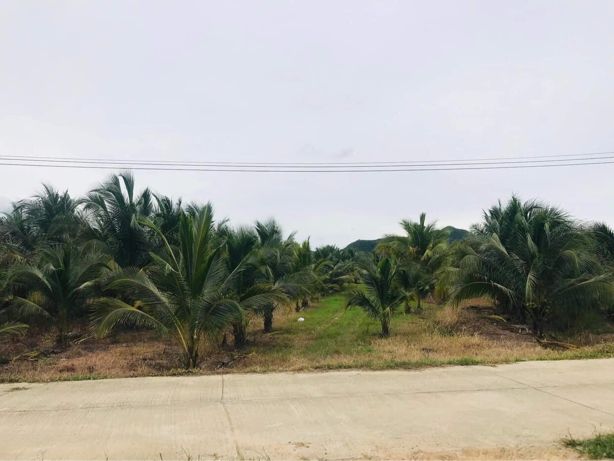 ขายที่ดินประจวบฯ กุยบุรี 8-0-46