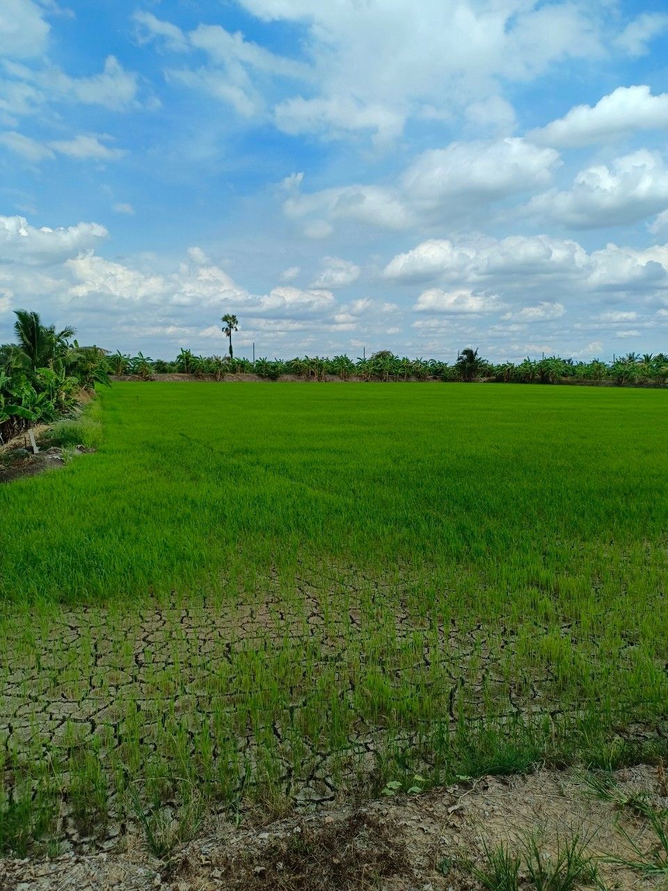 ขายที่ดิน ติดคลองริมน้ำ ติดถนนซอย บรรยากาศบ้านสวนน่าอยู่อาศัย/ทำร้านคาเฟ่ 