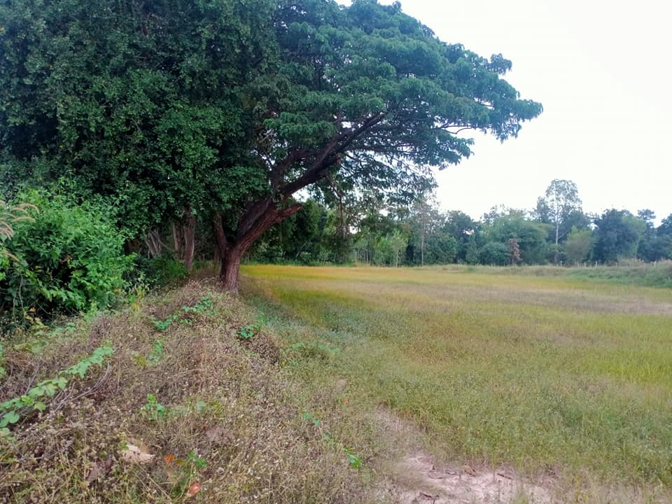 ขายที่ดิน มหาสารคาม 2-0-32 ไร่