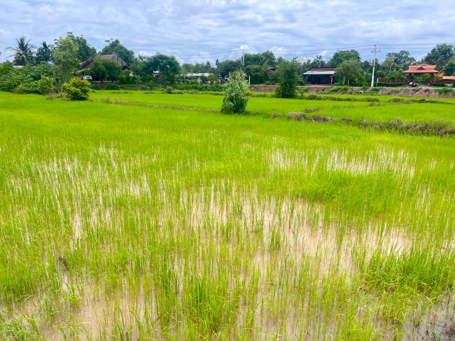 ขายที่ดิน ขุนหาญ ศรีสะเกษ 6-0-51 ไร่