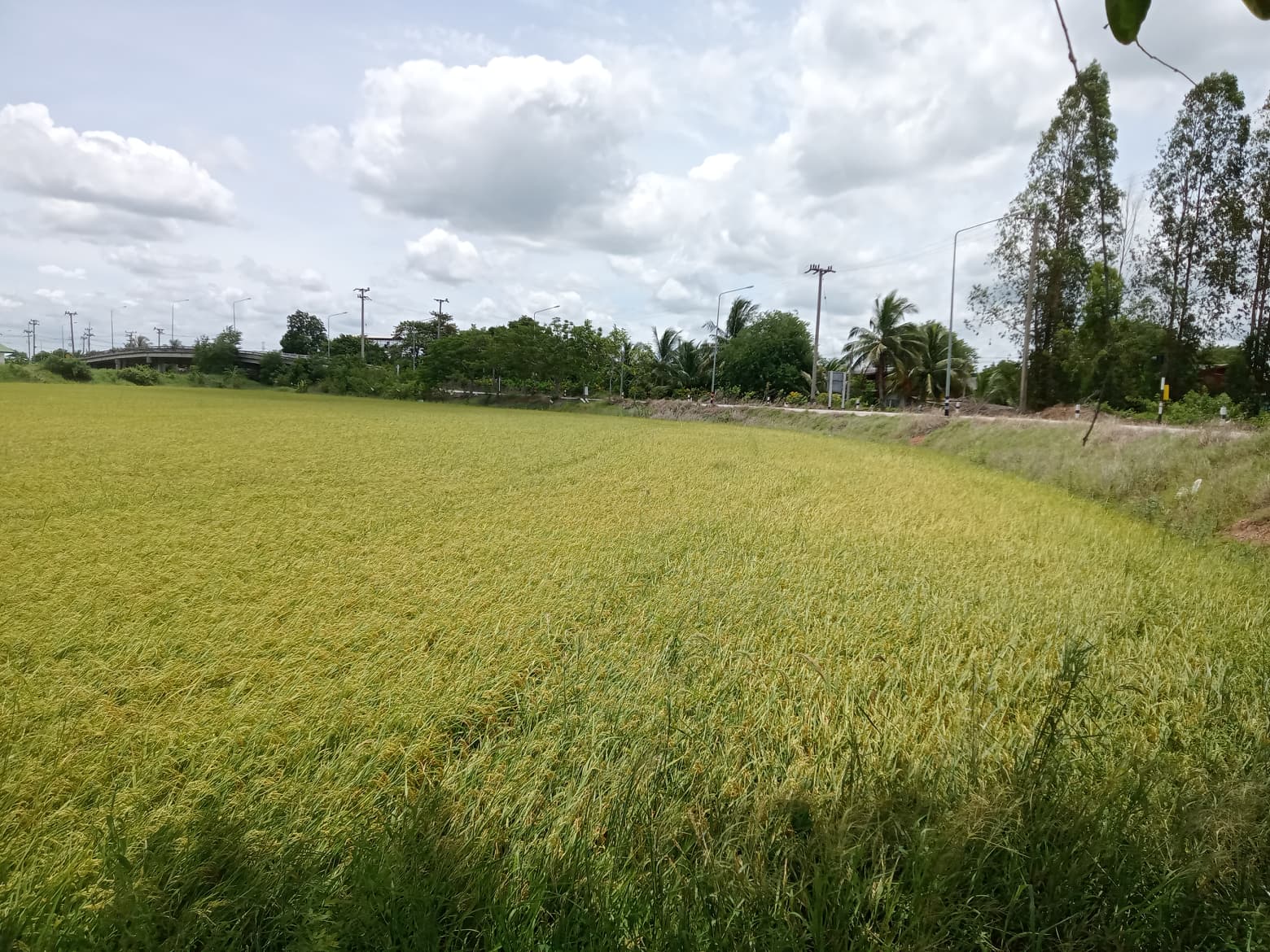 ขายที่ดินแปลงสวยด้านหลังติดคลอง นครปฐม 3-3-81