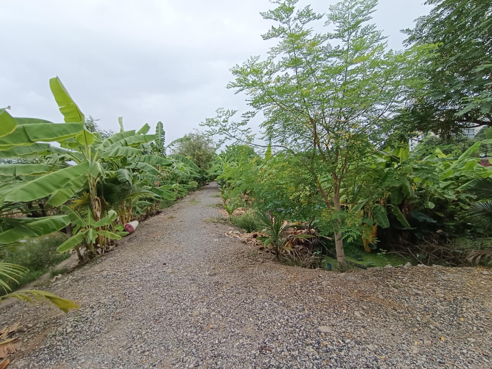 ขายที่ดินบางเขน บ้านสวนกรุงเทพฯ ที่ดิน 5 ไร่