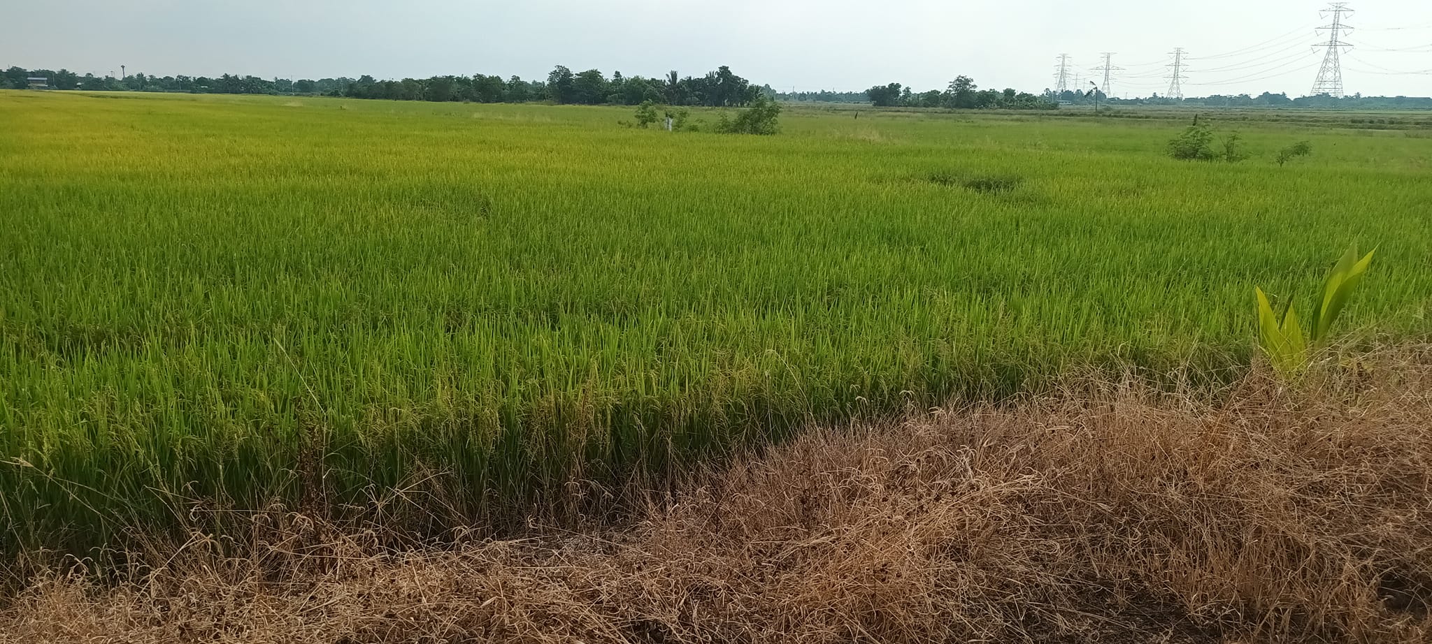 ขายที่ดินนนทบุรี ไทรน้อย 6-0-55