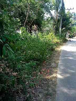 ขายที่ดิน เกาะสมุย สุราษฎร์ธานี 2-0-45 ไร่