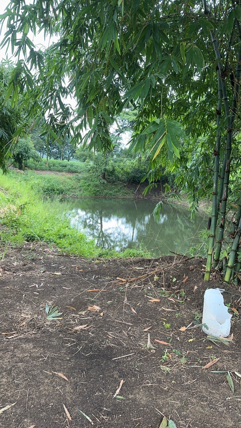ขายที่ดินยกแปลง ไร่ละ 200,000 บาท (หนองม่วง ลพบุรี)