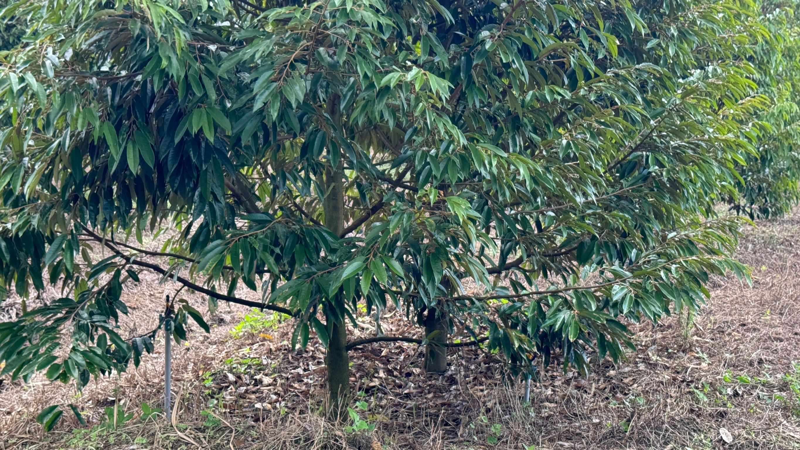 ขายที่ดินตราด สวนทุเรียน 8 ไร่