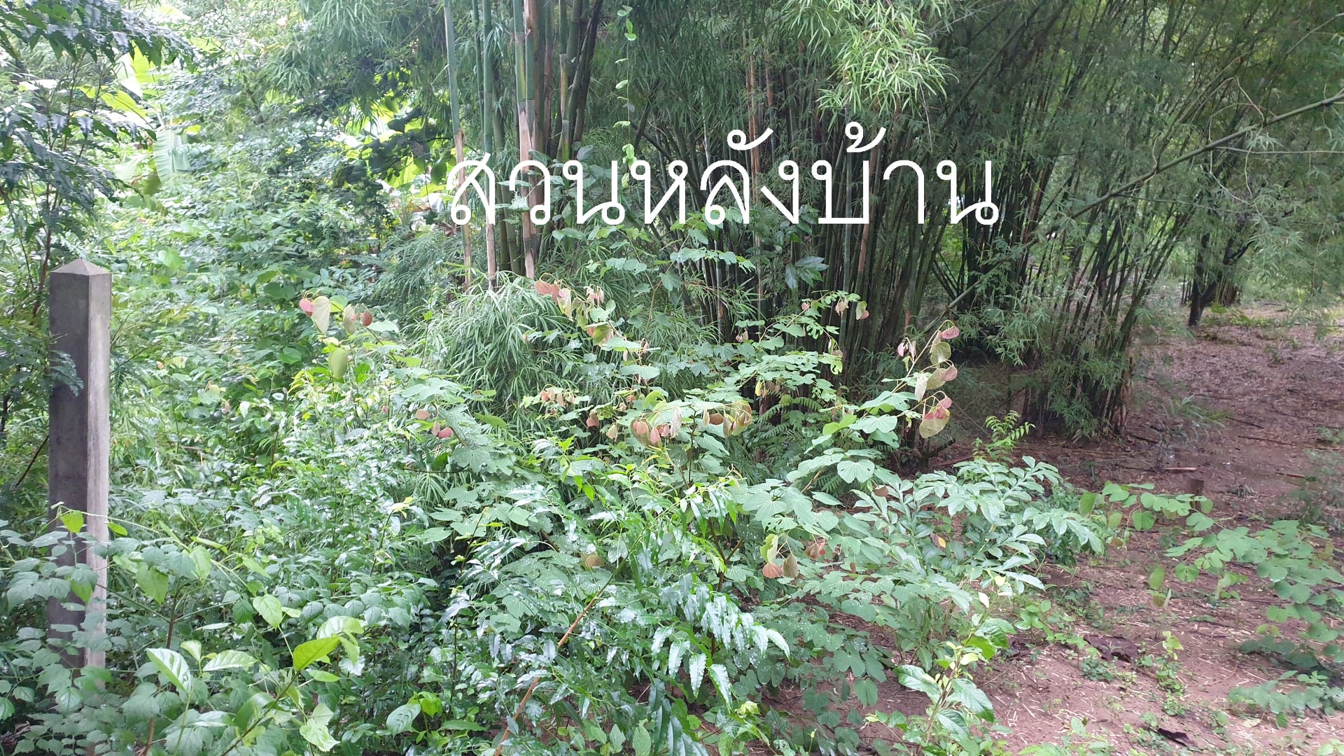 บ้านพร้อมที่ดิน อ.เมืองเพชรบูรณ์ 0-2-95