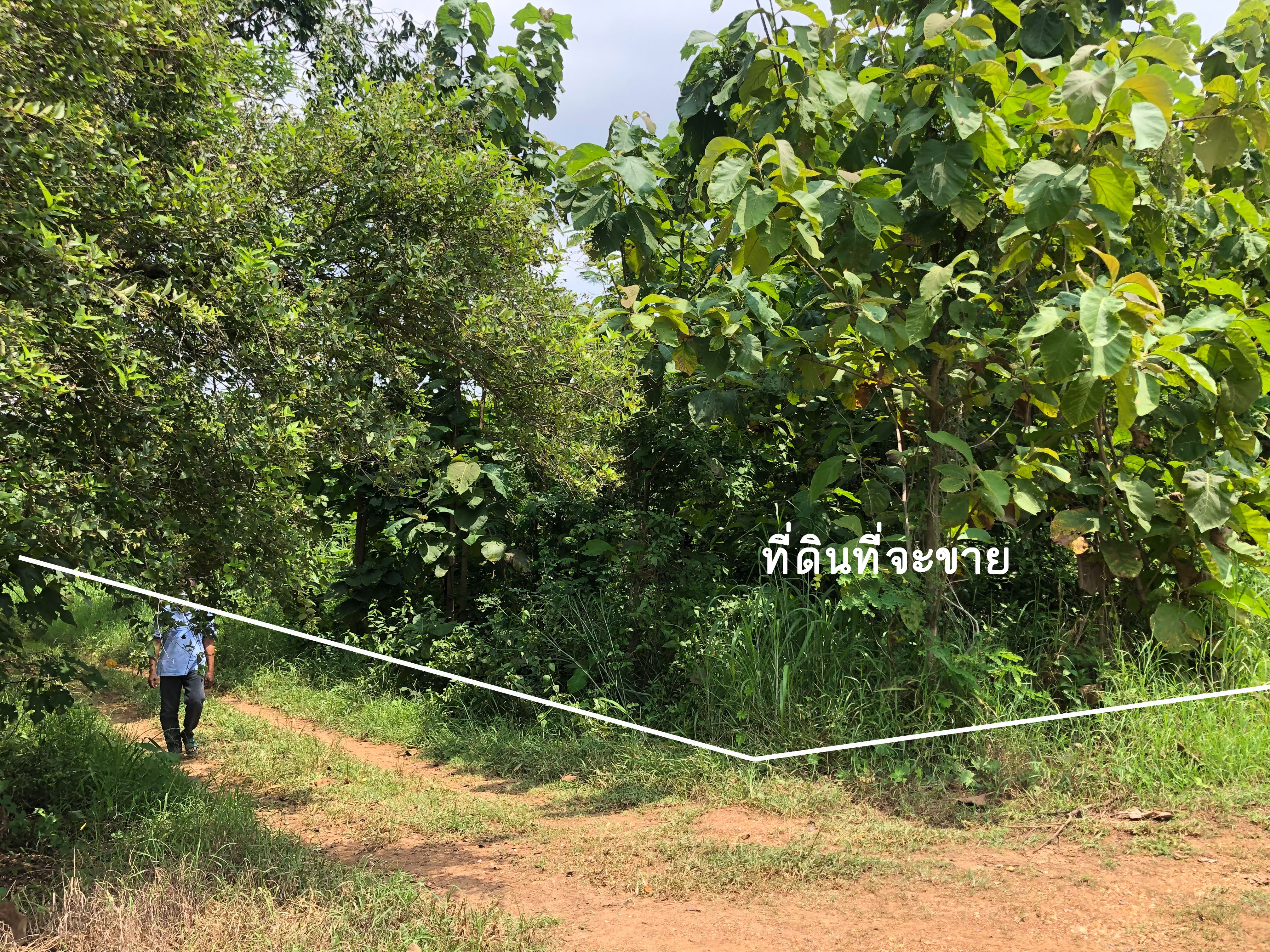 ขายที่ดิน อ.หนองไผ่ จ.เพชรบูรณ์ 2-0-48