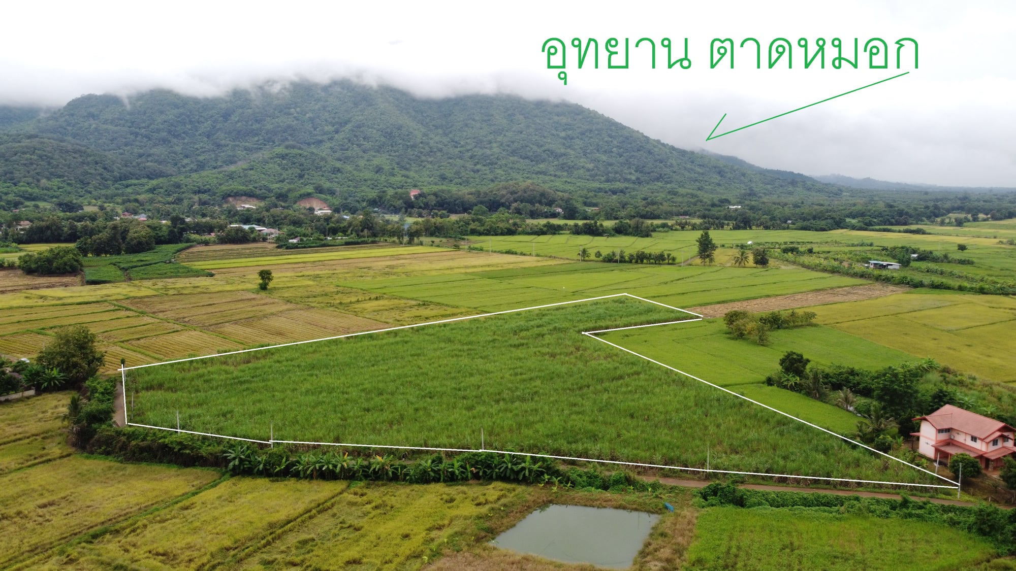 ที่ดินเปล่า เพชรบูรณ์ 11-0-88
