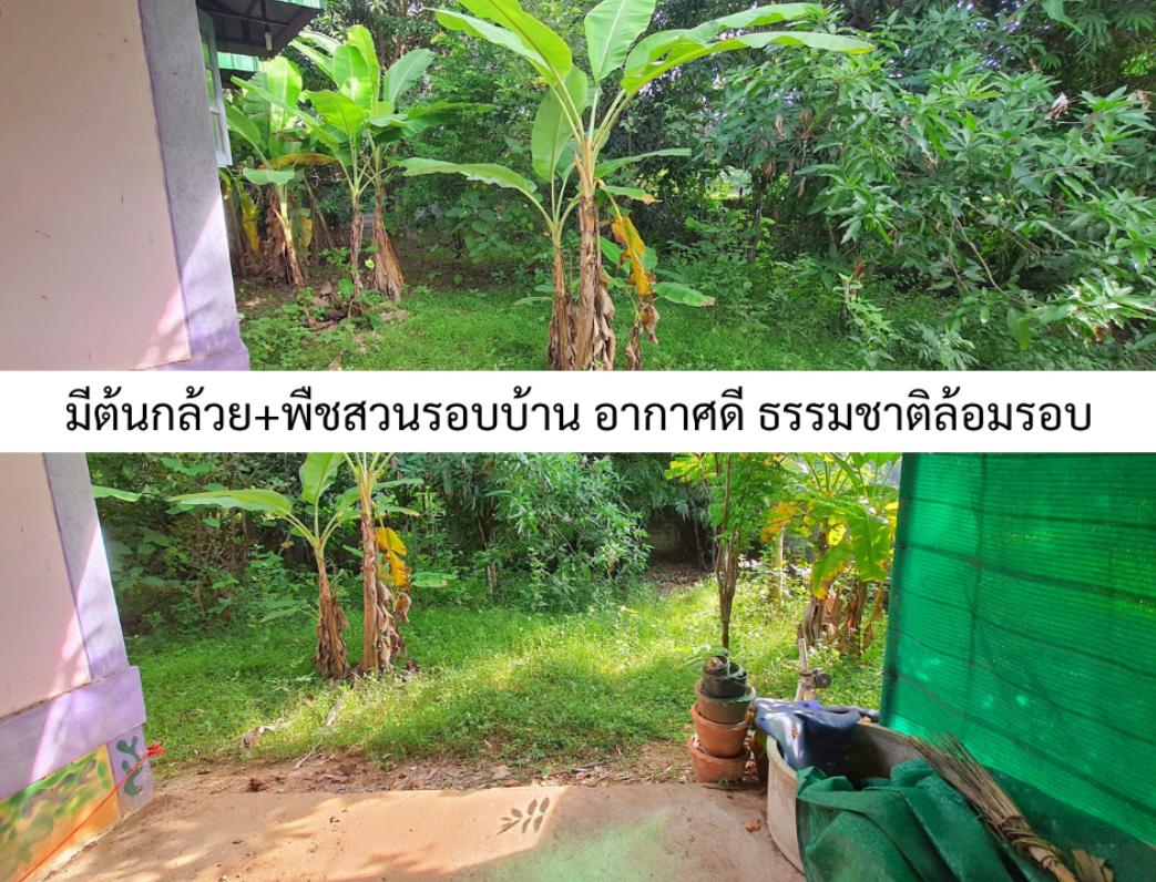ขายบ้านอุตรดิตถ์ อำเภอเมือง บ้านเดี่ยวพร้อมที่ดิน 2 งาน ในชุมชน ใกล้ตลาดสดม่อนดินแดง