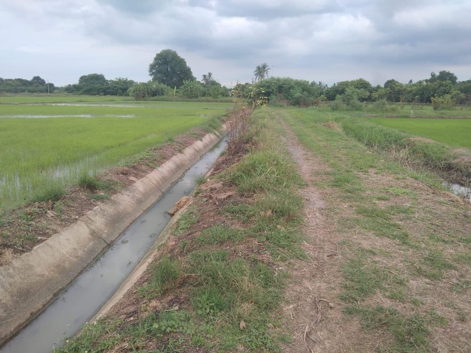 ขายที่ดิน ที่นา ดอนเจดีย์ สุพรรณบุรี 7-3-95