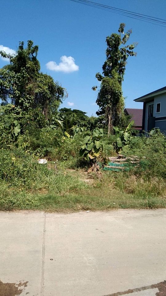 ขายที่ดิน ลำปาง 116 ตรว.