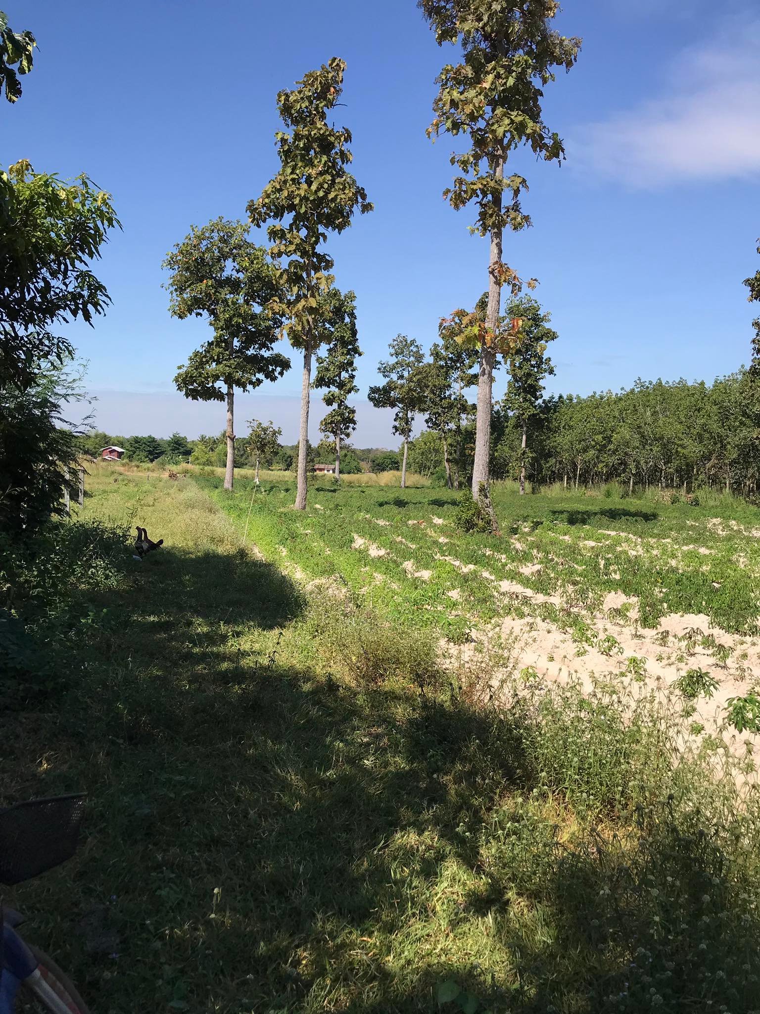 ที่ดินเปล่า หนองหาร อุดรราชธานี 5-1-7