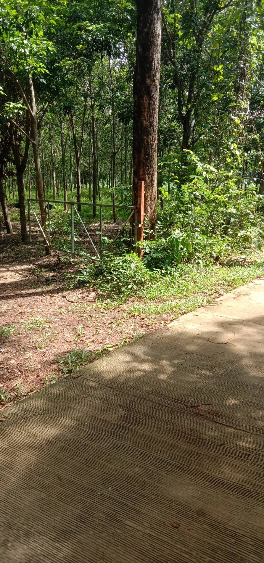 ขายที่สวนยาง 17.2 ไร่