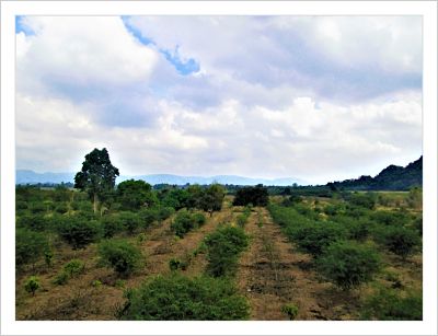 ที่ดิน เขาใหญ่ ปากช่อง นครราชสีมา 4-1-84
