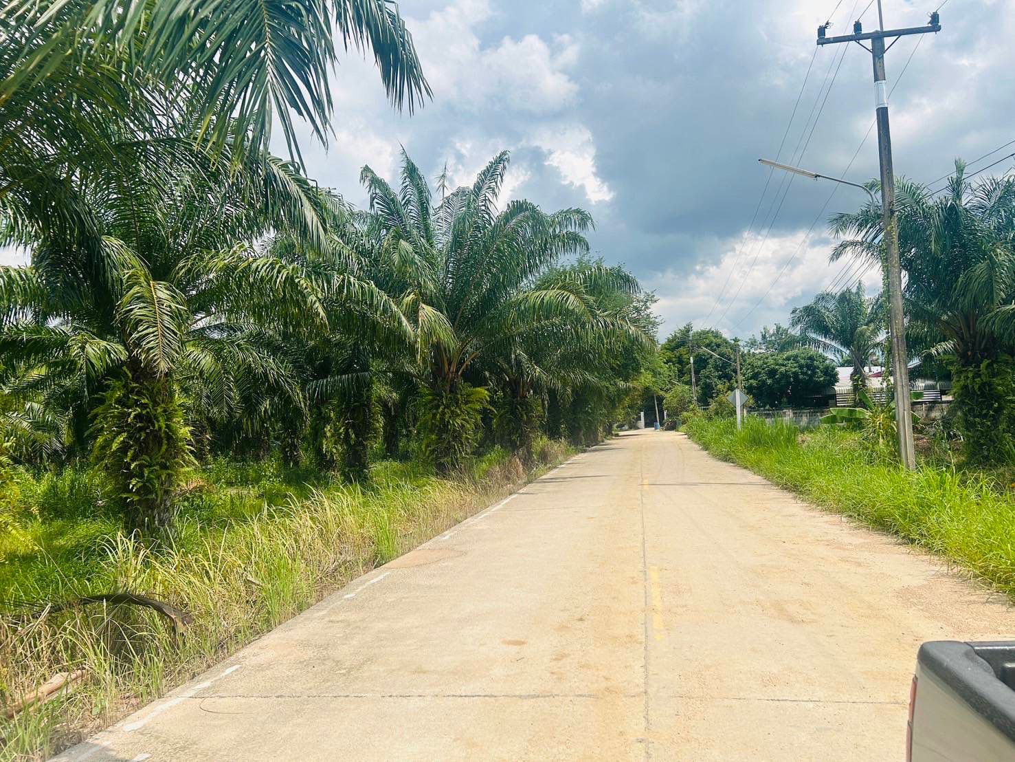 ที่ดินสวนปาล์ม