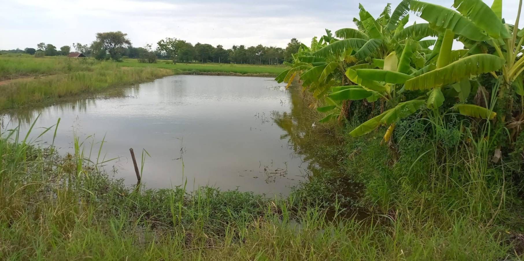 ขายที่ดินสุโขทัย ศรีสำโรง ที่ดินที่นา 7 ไร่.