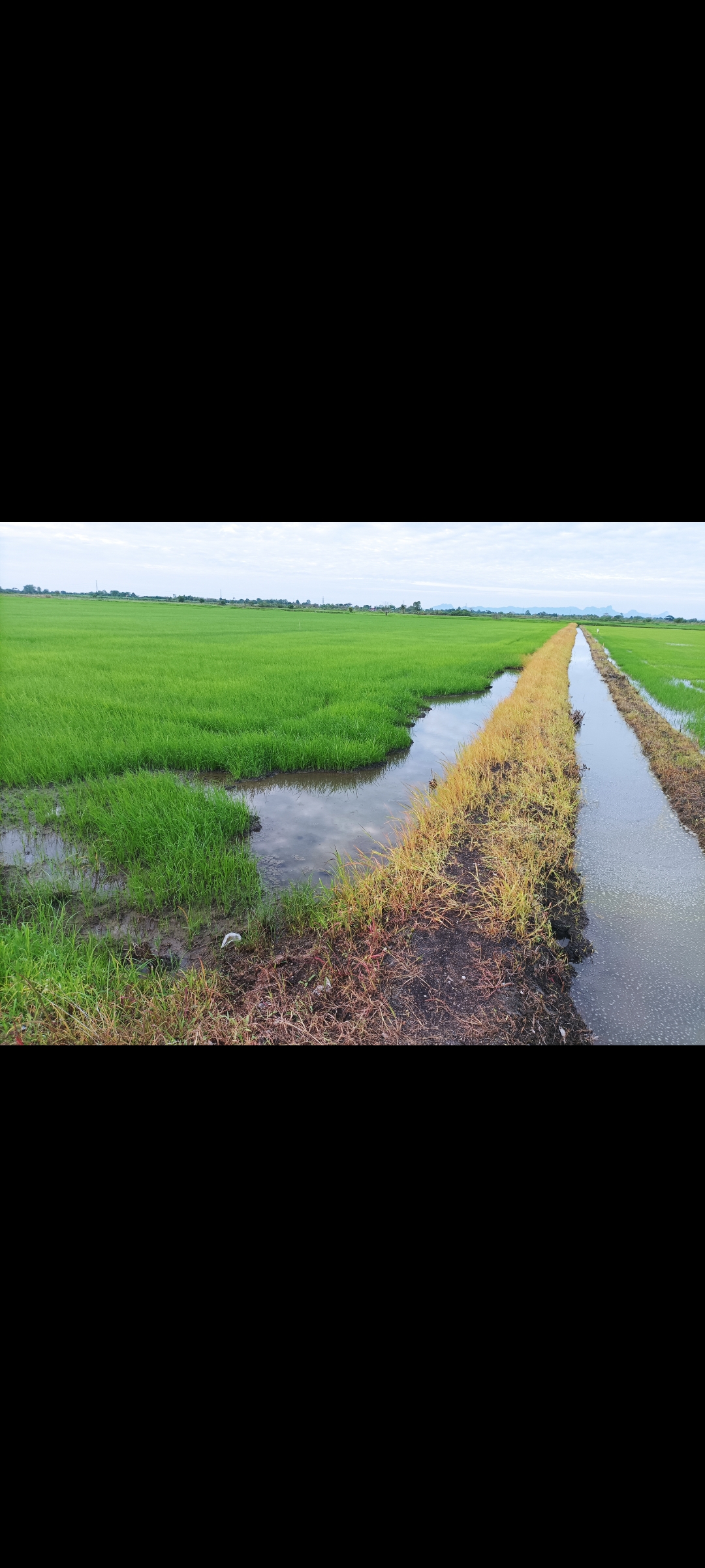 ขายที่ดินสระบุรี ทำนา เกษตรกรรมบ้านหมอ สระบุรี 13 ไร่ 2 งาน 53 ตร.วา มีคลองผ่านหน้าที่ดิน