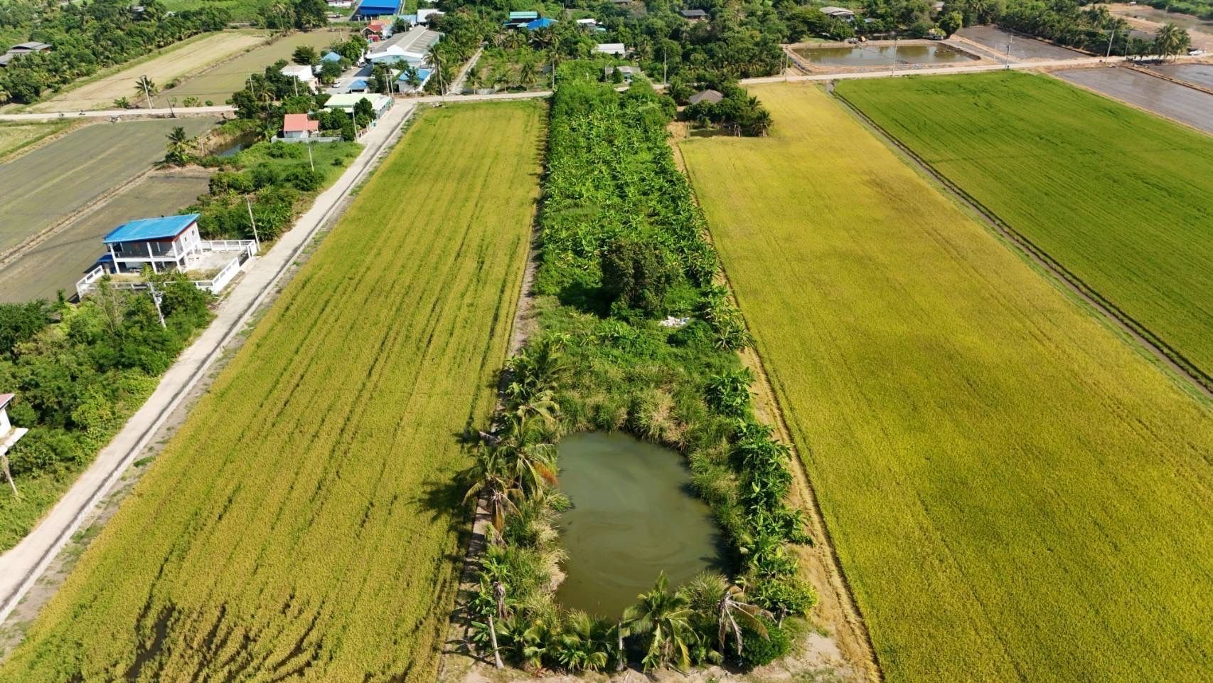 ขายที่ดินปทุมธานี ลาดหลุมแก้ว ถมแล้ว 4-3-85 ไร่