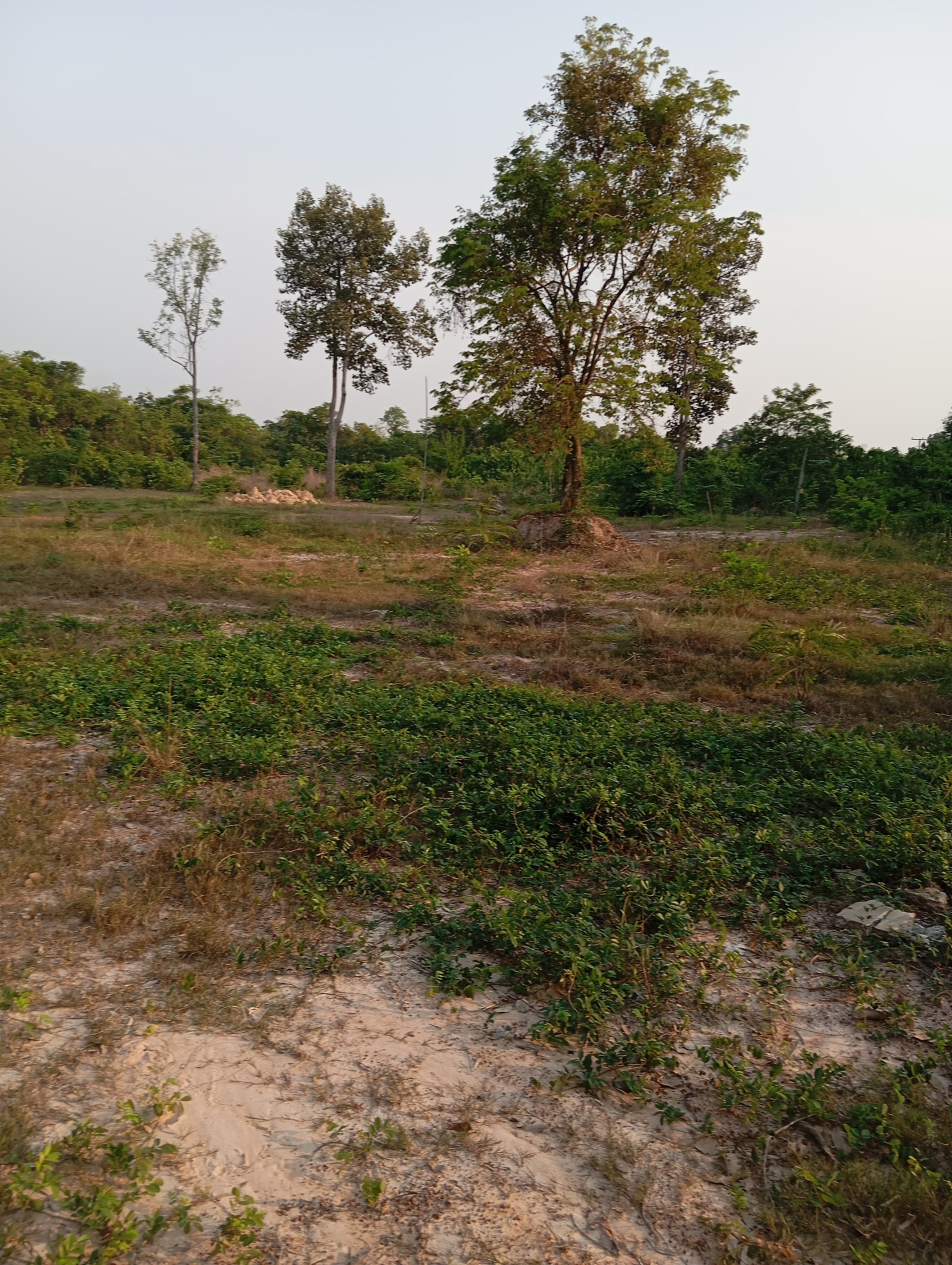 ขายที่ดิน