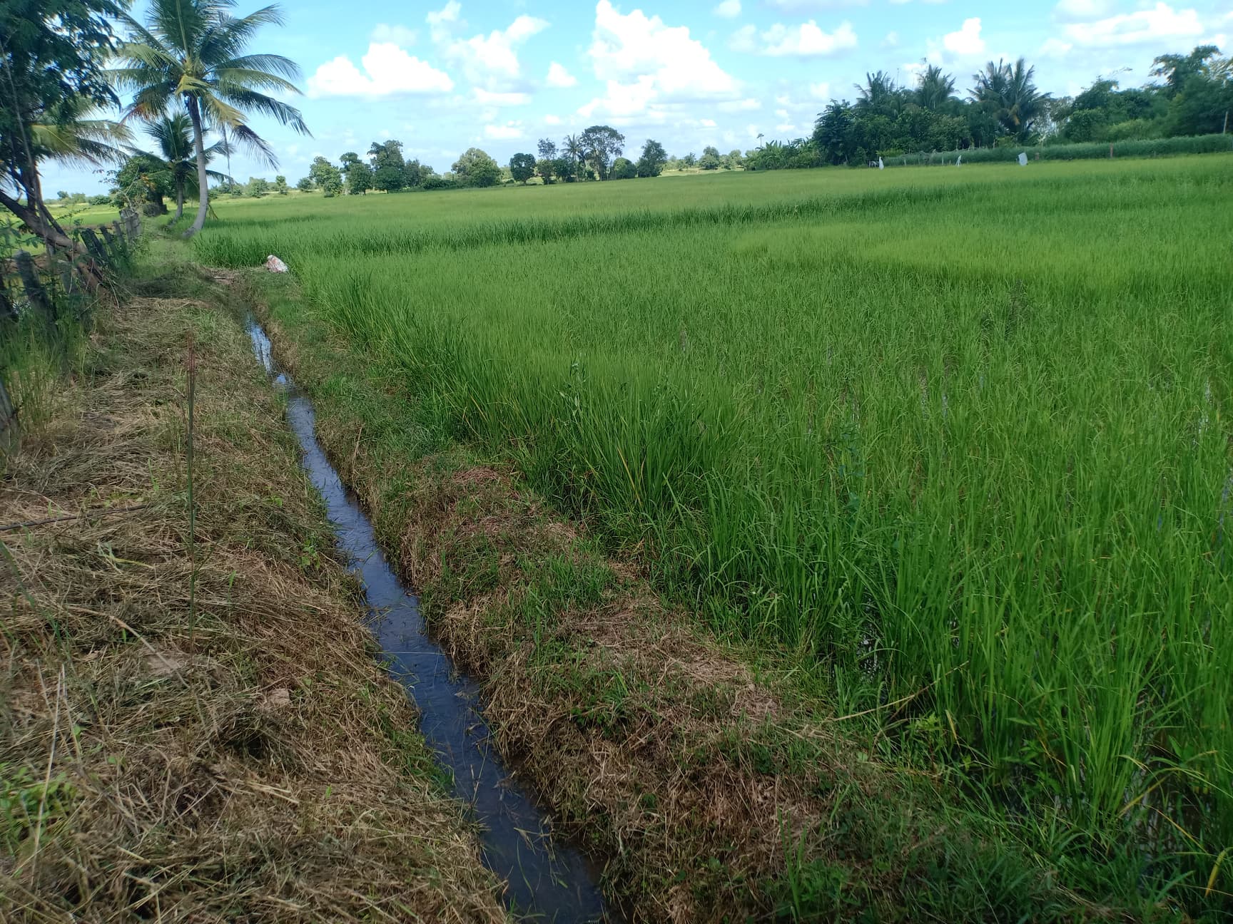 ขายที่ดินร้อยเอ็ด จังหาร 4-3-20