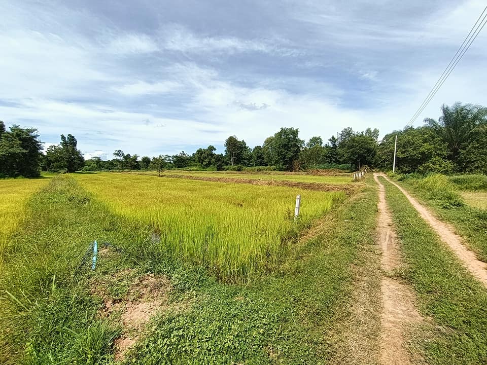 ขายที่ิดิน จ.อุบลราชธานี อ.เดชอุดม 10 ไร่