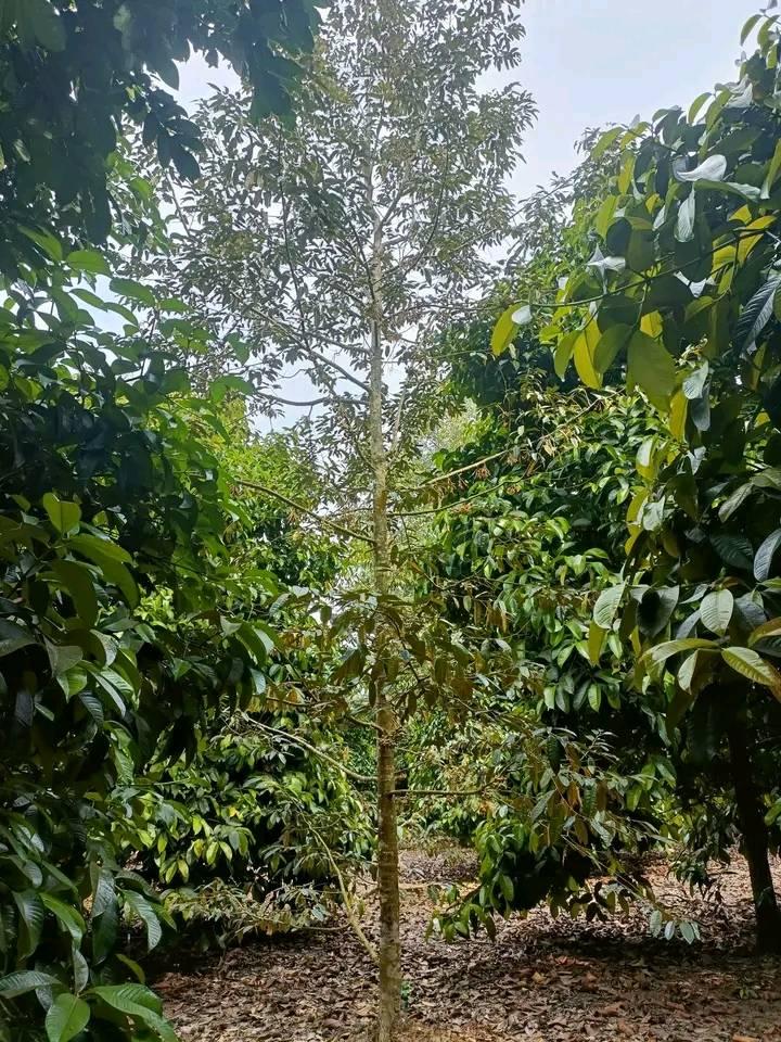 ขายที่ดิน จันทบุรี 5-1-25 ไร่