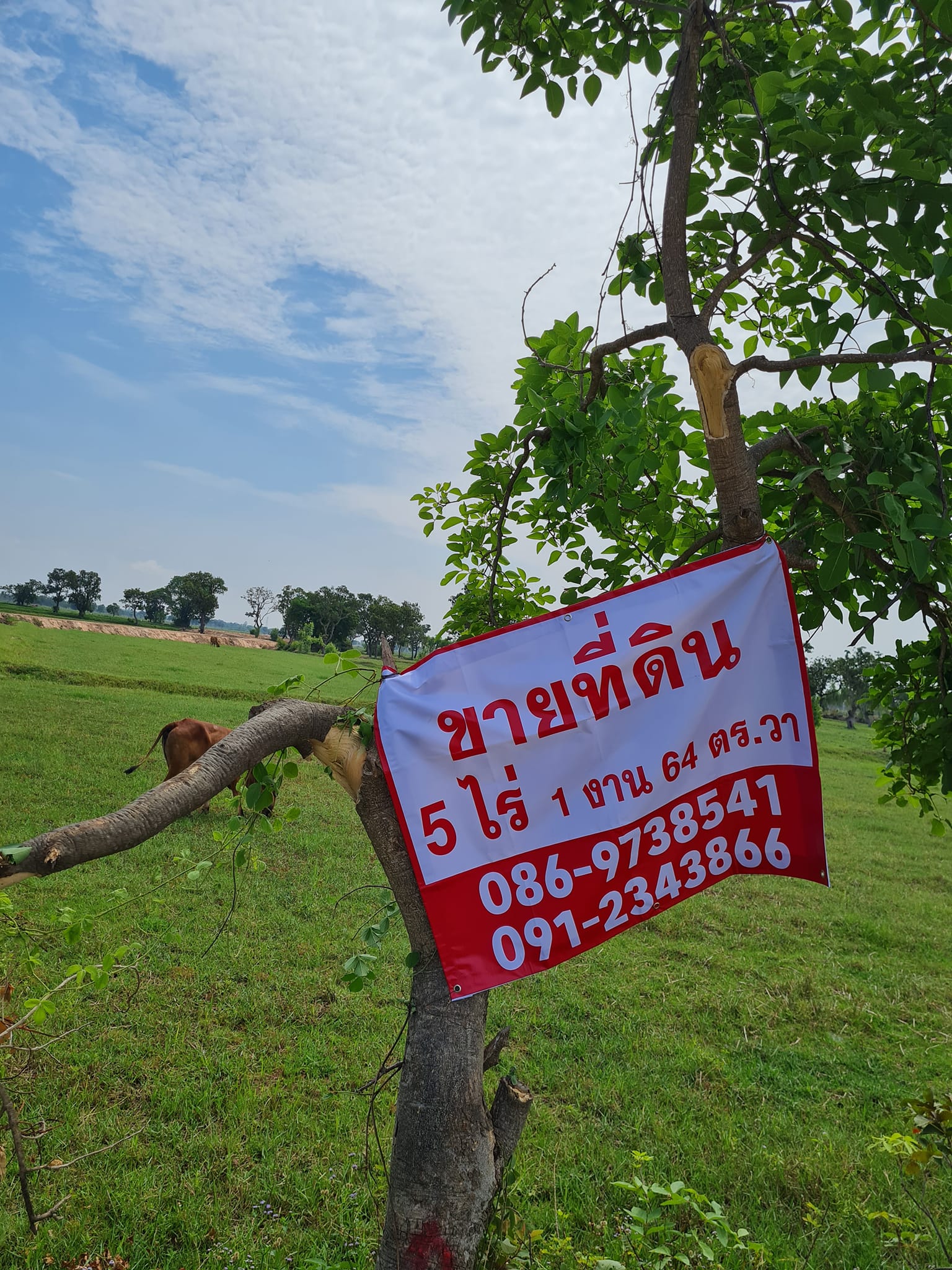 ขายที่ดินมหาสารคาม พยัคฆภูมิพิสัย 5-1-64ตารางวา