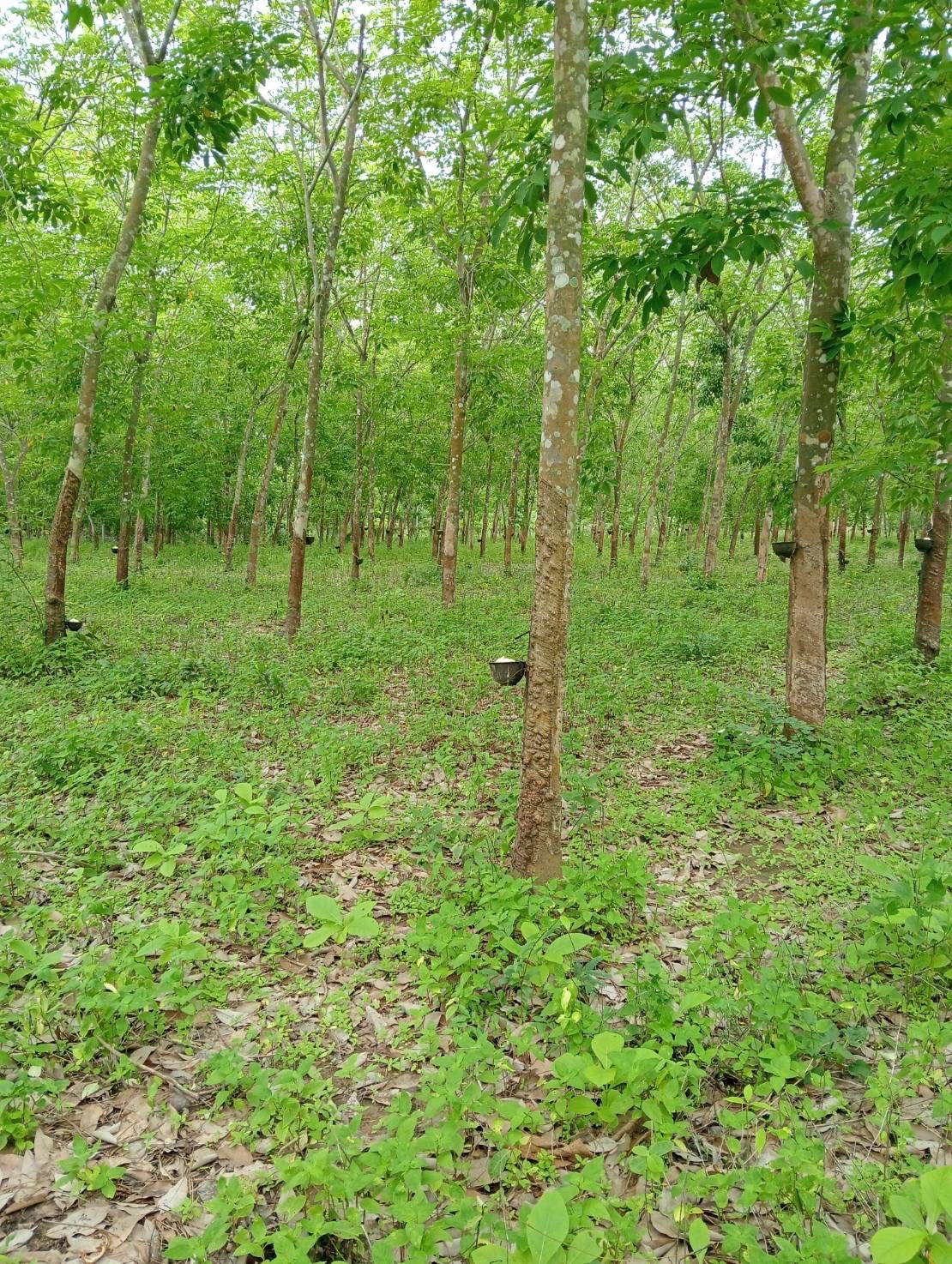 ขายที่ดินสุโขทัย ทุ่งเสลียม ที่ดิน น.ส.3ก